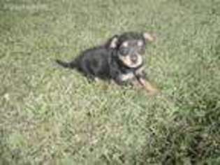 Mutt Puppy for sale in Plymouth, IL, USA