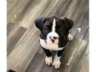 Boxer Puppy for sale in Hammonton, NJ, USA
