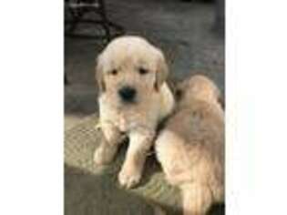 Golden Retriever Puppy for sale in Hacienda Heights, CA, USA
