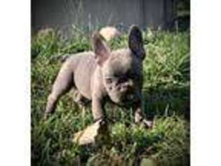 French Bulldog Puppy for sale in Delaware, OH, USA