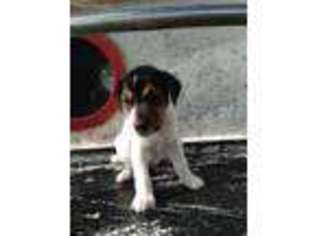 Jack Russell Terrier Puppy for sale in New Orleans, LA, USA