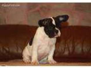 French Bulldog Puppy for sale in Millbury, MA, USA