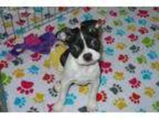 Boston Terrier Puppy for sale in Tucson, AZ, USA