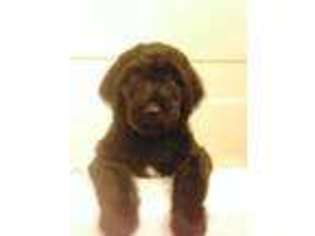 Labradoodle Puppy for sale in SAINT HELENA, CA, USA