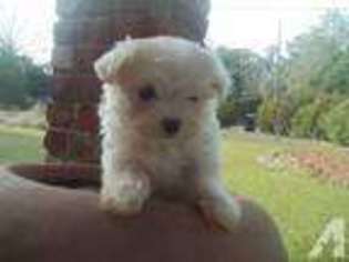 Maltese Puppy for sale in HILTON HEAD ISLAND, SC, USA