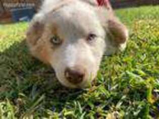 Australian Shepherd Puppy for sale in Whittier, CA, USA