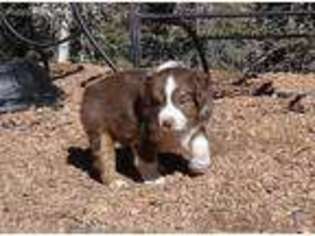 Miniature Australian Shepherd Puppy for sale in Florissant, CO, USA