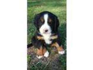 Bernese Mountain Dog Puppy for sale in Bamberg, SC, USA