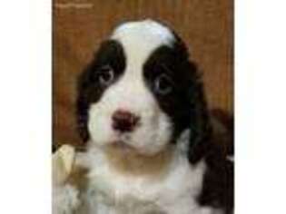 English Springer Spaniel Puppy for sale in Lyles, TN, USA