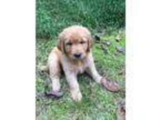 Golden Retriever Puppy for sale in The Plains, VA, USA