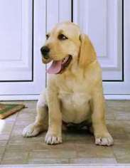 Labrador Retriever Puppy for sale in Boston, VA, USA