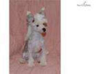 Chinese Crested Puppy for sale in Hinesville, GA, USA