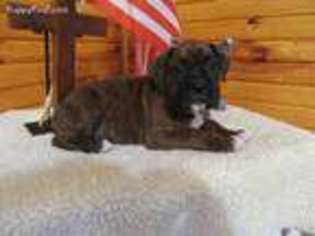 Boxer Puppy for sale in Mountain Grove, MO, USA