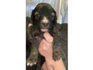 Mutt Puppy for sale in Scarbro, WV, USA