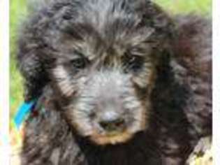 Goldendoodle Puppy for sale in TAZEWELL, VA, USA