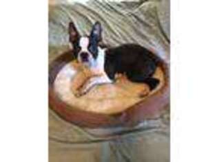Boston Terrier Puppy for sale in Chehalis, WA, USA