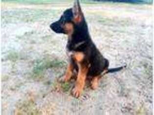 German Shepherd Dog Puppy for sale in Hardin, TX, USA