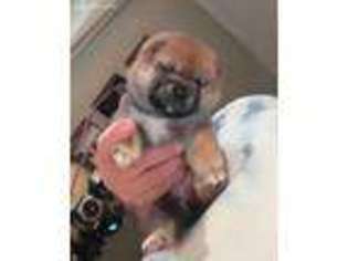 Shiba Inu Puppy for sale in Beaverton, OR, USA