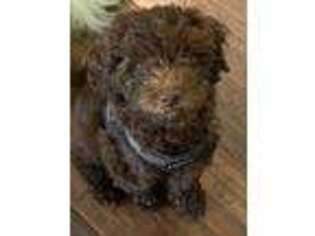 Mutt Puppy for sale in Kent, OH, USA