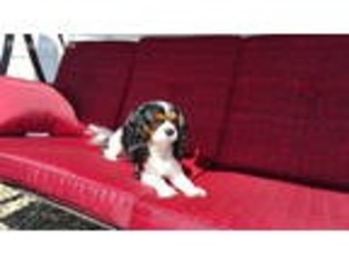 Cavalier King Charles Spaniel Puppy for sale in Lakeside, OR, USA