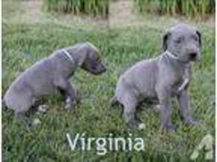 Great Dane Puppy for sale in CANTON, OH, USA