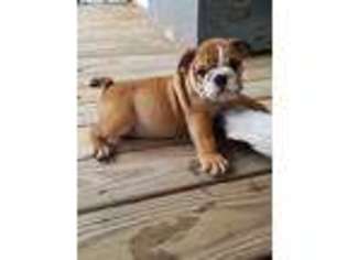 Bulldog Puppy for sale in Cleveland, AL, USA