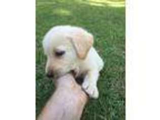 Labrador Retriever Puppy for sale in Campbellton, FL, USA