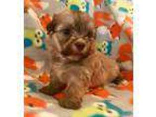 Havanese Puppy for sale in Leesburg, GA, USA