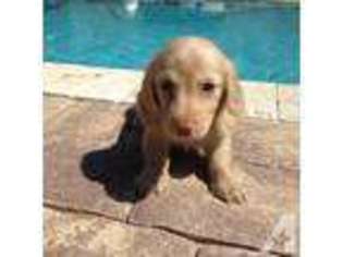 Dachshund Puppy for sale in AUBURNDALE, FL, USA