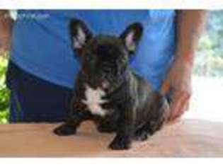 French Bulldog Puppy for sale in Chesterfield, MO, USA