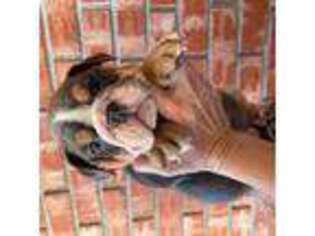 Bulldog Puppy for sale in Indianola, OK, USA