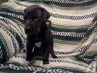 Great Dane Puppy for sale in CORNING, NY, USA