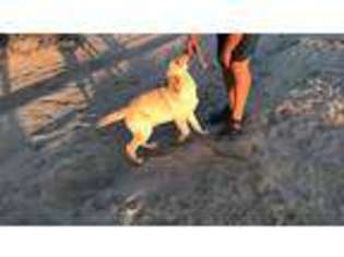 Labrador Retriever Puppy for sale in El Cajon, CA, USA