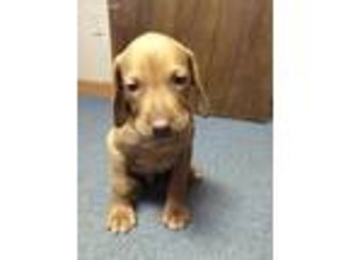 Valley Bulldog Puppy for sale in Warren, MA, USA