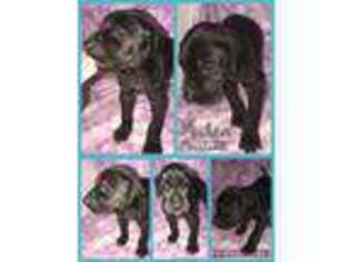 Great Dane Puppy for sale in Wheaton, MO, USA