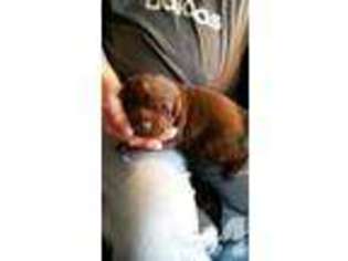Labrador Retriever Puppy for sale in DENVER, CO, USA
