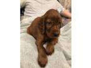 Irish Setter Puppy for sale in Plain City, OH, USA