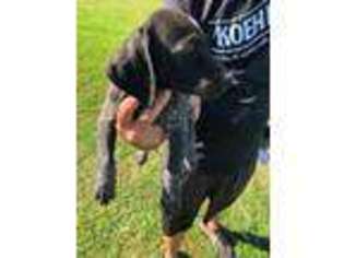 German Shorthaired Pointer Puppy for sale in Ellwood City, PA, USA