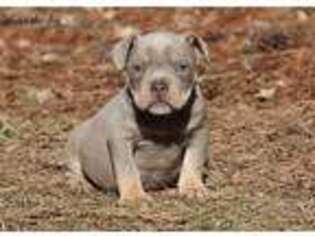 Mutt Puppy for sale in Trion, GA, USA