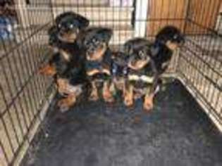 Rottweiler Puppy for sale in Attica, OH, USA