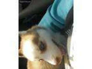 Siberian Husky Puppy for sale in Brooksville, FL, USA