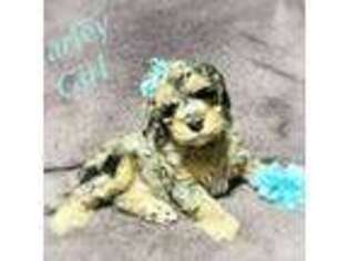 Cavapoo Puppy for sale in Salem, UT, USA