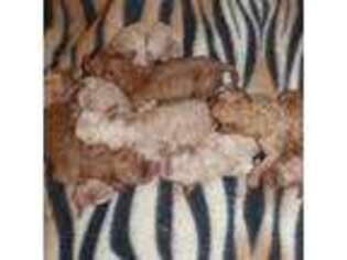 Goldendoodle Puppy for sale in Silverhill, AL, USA