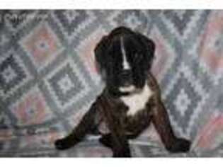 Boxer Puppy for sale in Draper, VA, USA