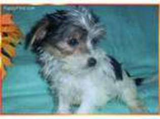 Medium Photo #1 Yorkshire Terrier Puppy For Sale in Dandridge, TN, USA