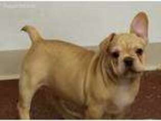 French Bulldog Puppy for sale in Onaga, KS, USA