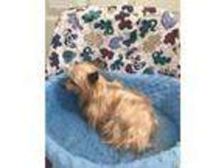 Yorkshire Terrier Puppy for sale in Hickory Corners, MI, USA