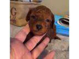 Mutt Puppy for sale in Whittier, CA, USA