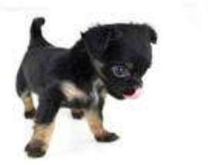 Chihuahua Puppy for sale in Corona, CA, USA