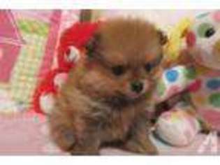 Pomeranian Puppy for sale in BROOKSVILLE, FL, USA
